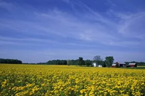North America, USA, Indiana, Brookville. Wild mustard spring wildflowers on farmland