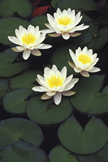 North America, USA, Indiana. Hybrid waterlilys