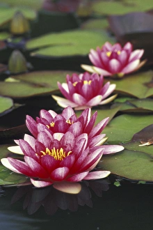 Lilypad Prints: North America, USA, Indiana. Hybrid waterlilys