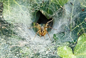 Louisville Prints: North America, USA, Kentucky, Louisville. Grass Spider in funnel web (Agelenopsis sp)