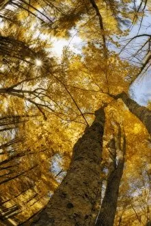 North America, USA, Maine, Bethel, digitally altered tall trees with golden leaves