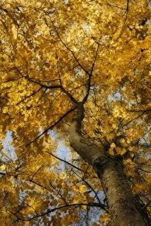 Images Dated 9th October 2006: North America, USA, Maine, Bethel, looking up at golden leaves and blue sky through