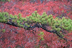 Images Dated 16th October 2010: North America, USA, Maine. Pine and blueberry bushes in Acadia National Park