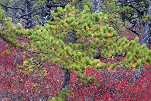 Images Dated 16th October 2010: North America, USA, Maine. Pine and blueberry bushes in Acadia National Park