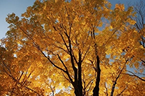 Images Dated 21st October 2007: North America, USA, Massachusetts, Shelburne. Sunlight peaks through fall foliage