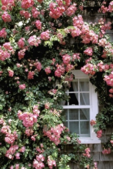 North America, USA, Massachusetts, Nantucket Island, Siasconset. Summer roses and cottage
