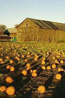 Images Dated 12th October 2007: North America, USA, Massachusetts, Hampshire County. Pumpkins on a farm in the Pioneer