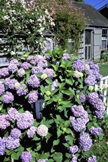 North America, USA, Massachusetts, Nantucket Island, Siasconset. Summer flowers