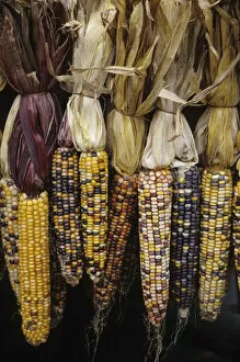 Images Dated 8th June 2007: North America, USA, Massachusetts, Acton. Indian corn on display
