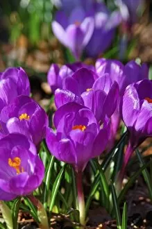 Images Dated 11th April 2006: North America, USA, Massachusetts, Reading, Crocus