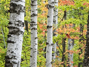 North America, USA, Michigan, Upper Peninsula. Birch (Betula sp) trunk and maple leaves