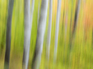 Images Dated 2nd October 2014: North America, USA, Michigan, Upper Peninsula. A panned motion blur of autumn woodland