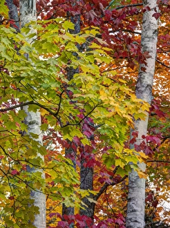 Images Dated 28th September 2014: North America, USA, Michigan, Upper Peninsula. Autumn colors of maple leaves