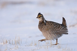 Images Dated 27th April 2008: North America, USA, Minnesota, Bluestem Prairie. Greater prairie-chickens strut during