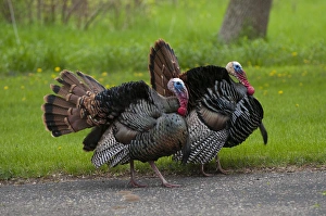 Images Dated 18th May 2011: North America, USA, Minnesota, Mendota Heights, Wild Tom Turkey in urban yard Displaying