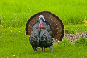North America, USA, Minnesota, Mendota Heights, Wild Tom Turkey Displaying in urban yard