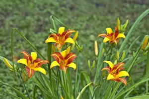 Images Dated 24th July 2006: North America, USA, Minnesota, Mendota Heights, Daylily plant