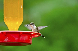 Images Dated 28th August 2011: North America, USA, Minnesota, Mendota Heights, Cape May Warbler perched feeder