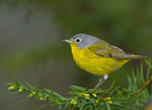 Images Dated 12th May 2014: North America, USA, Minnesota, Mendota Heights, NashvilleWarbler perched on a branch