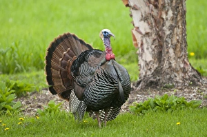 Images Dated 18th May 2011: North America, USA, Minnesota, Mendota Heights, Wild Tom Turkey in urban yard Displaying