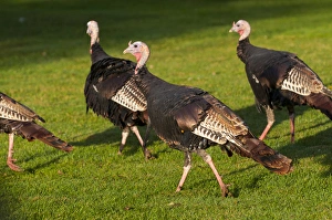North America, USA, Minnesota, Mendota Heights, Acacia Cemetary, Wild Tom Turkey Flock