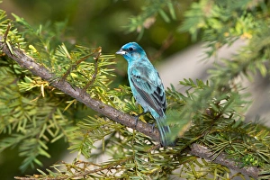 Images Dated 20th May 2014: North America, USA, Minnesota, Mendota Heights, Indigo Bunting perched on a branch