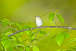 North America, USA, Minnesota, Mendota Heights, Tennessee Warbler perched on a branch