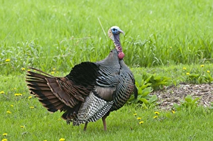 Images Dated 18th May 2011: North America, USA, Minnesota, Mendota Heights, Wild Tom Turkey in urban yard Displaying