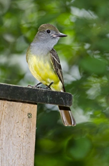 Images Dated 19th June 2011: North America, USA, Minnesota, Mendota Heights, Great-crested Flycatcher perched