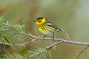 North America, USA, Minnesota, Mendota Heights, Cape May Warbler perched on a branch