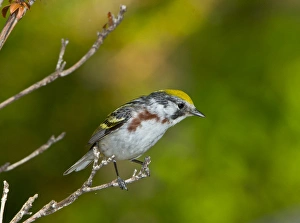 Images Dated 23rd May 2014: North America, USA, Minnesota, Mendota Heights, Chestnut-sided Warbler perched on a branch