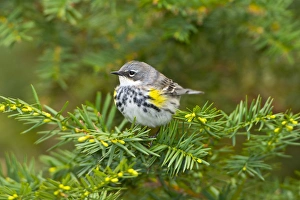 Images Dated 15th May 2014: North America, USA, Minnesota, Mendota Heights, Yellow-Rumped warbler perched on branch