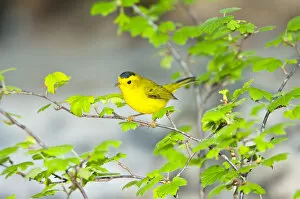 Images Dated 25th August 2007: North America, USA, Minnesota, Mendota Heights, Wilsons Warbler perched on a branch