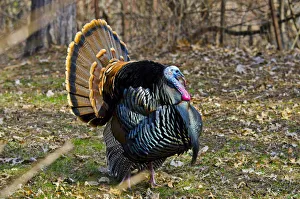 Images Dated 8th April 2017: North America, USA, Minnesota, Mendota Heights, Wild Turkey, Displaying