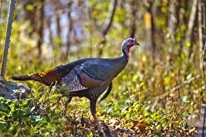 North America, USA, Minnesota, Mendota Heights, Wild Turkey