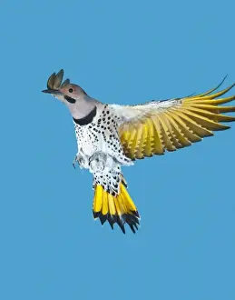 Images Dated 20th November 2011: North America, USA, Minnesota, Northern Flicker Flying