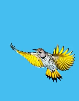 North America, USA, Minnesota, Northern Flicker Flying