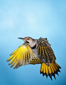Images Dated 11th December 2011: North America, USA, Minnesota, Northern Flicker Flying
