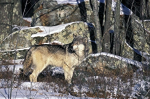 Images Dated 30th August 2007: North America, USA, Minnesota. Wolf (Canis lupus)