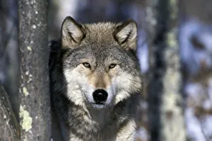 Wolf Prints: North America, USA, Minnesota. Wolf (Canis lupus)