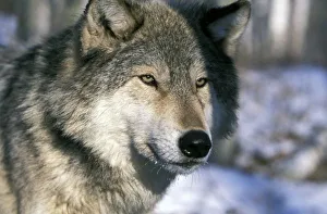 North America, USA, Minnesota. Wolf (Canis lupus)