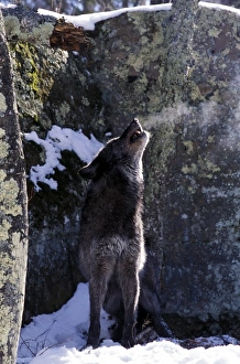 Images Dated 30th August 2007: North America, USA, Minnesota. Wolf (Canis lupus)