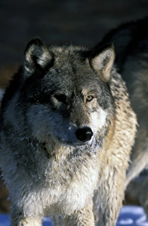 Images Dated 30th August 2007: North America, USA, Minnesota. Wolf (Canis lupus)