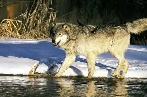 Images Dated 30th August 2007: North America, USA, Minnesota. Wolf (Canis lupus)
