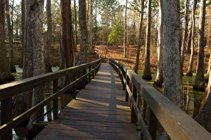 North America, USA, Mississippi, Natchez Trace Parkway, Tupelo-baldcypress Swamp