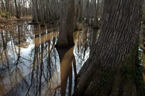 Reflecting Prints: North America, USA, Mississippi, Natchez Trace Parkway, Tupelo-baldcypress Swamp