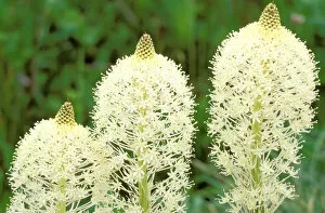Images Dated 11th May 2006: North America, USA, Montana, Glacier National Park. Beargrass in full bloom at Logan Pass