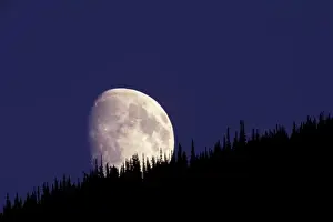 Images Dated 3rd January 2008: North America, USA, Montana, Glacier National Park. Moon and forest