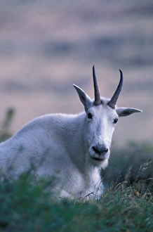 Images Dated 28th January 2005: North America, USA, Montana, Glacier NP, Mountain goat