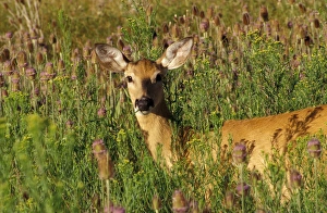 Images Dated 28th January 2005: North America, USA, Montana, National Bison Range, White-tailed deer (Odocoileus